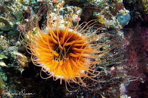 Orange Anemone/Photographed with a Canon 60 mm macro lens... by Laurie Slawson 